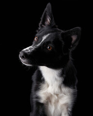 Black-white border collie on a black background. Dog in a photo studio