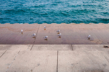 seagull on the pier