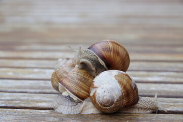 drei weinbergschnecken