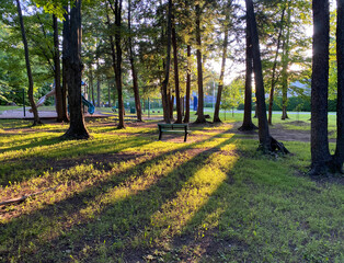 Obraz premium autumn in the park, path in a family park at sunset, soft sunlight among the trees, bench and children's playground modules in the background, golden hour