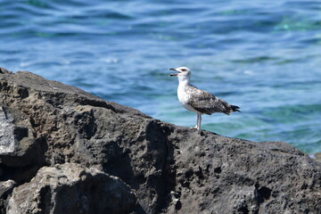 GAVIOTA PATIAMARILLA