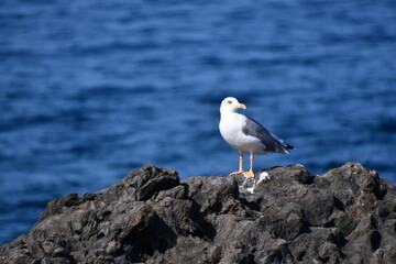 GAVIOTA PATIAMARILLA