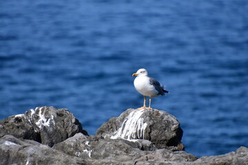 GAVIOTA PATIAMARILLA