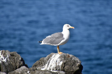 GAVIOTA PATIAMARILLA