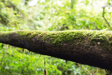 Beautiful rain forest at nature trails Ang Ka Doi Inthanon,Chiangmai in Thailand is a very popular for photographer and tourists. Natural and Travel Concept.