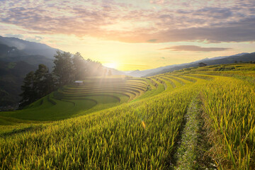 Obraz premium Mu Cang Chai,Rice terrace on during sunset ,Northeast region of Vietnam