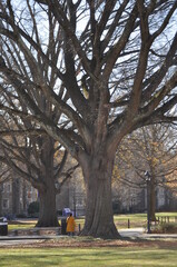 tree in the park