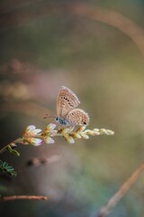 butterfly on a tree