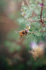 bee on a flower