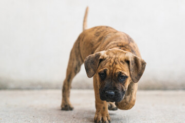 Closeup shot of a puppy in front of a white wall