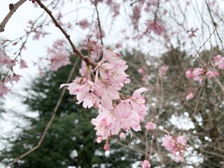 川崎市等々力緑地の桜