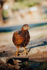 chicken