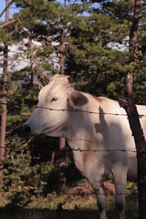 Fototapeta premium Cows 