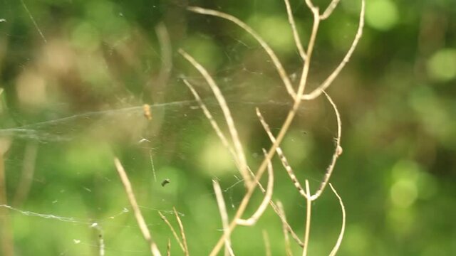 a close-up photo of a thin twig with a spider web on it in a sunny summer forest, blurred forest background