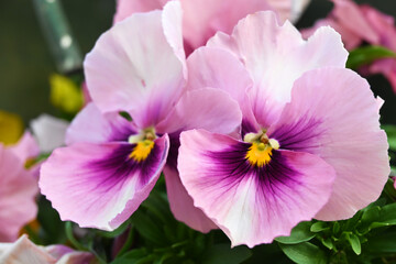 ピンクのパンジー