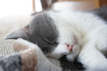 cat on the bed