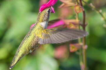 Hummingbird is feeding on flowers
