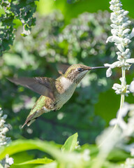 Naklejka premium Hummingbird is feeding on flowers