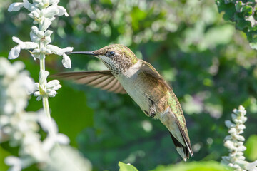 Hummingbird is feeding on flowers