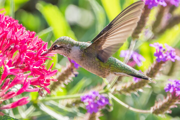 Hummingbird is feeding on flowers