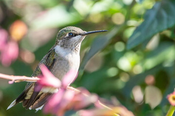 A hummingbird is enjoying a sunny day on a flower tree stem