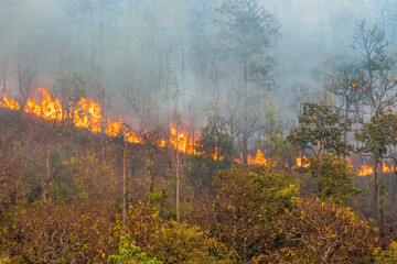 Fototapeta na wymiar Forest fire is burning primarily as a surface fire, spreading along the ground