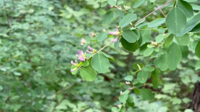 pink flowers and green leaves on a lespedeza bicolor branch swaying in the wind