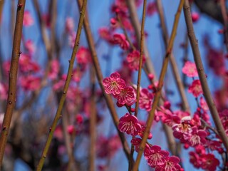 青空バックに咲く満開の紅梅
