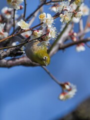 満開の白梅の枝にぶらさがるメジロ