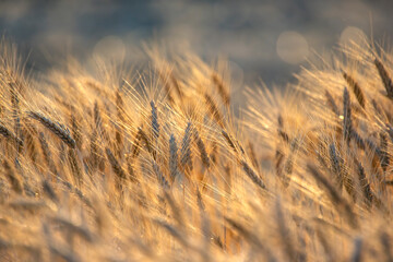 Obraz premium spikelets of wheat on the field close-up in sunbeams. agriculture and agroindustry