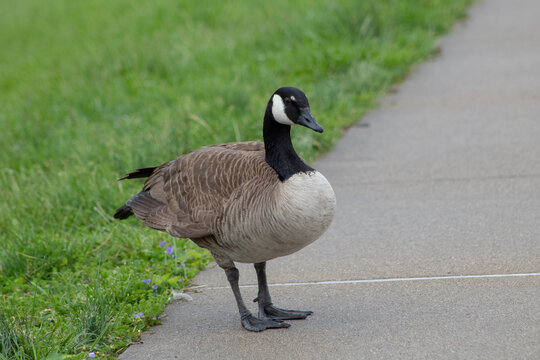 A Canada goose (Branta canadensis) standing on the walkway in Newport by the Levee in Newport, Kentucky.