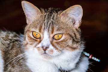 Scottish shorthair cat detail. Cat with large almond eyes. Close Up.