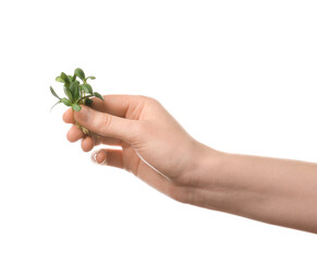 Fototapeta na wymiar Female hand with fresh micro greens on white background, closeup