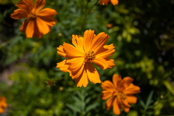orange flowers in the garden