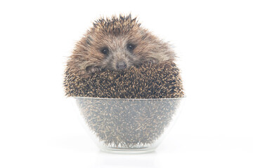 Erinaceus europaeus. Common European hedgehog on a white background