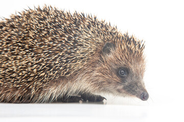 Erinaceus europaeus. Common European hedgehog on a white background © photosaint