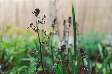 native Australian dianella grass with flowers plant outdoor in a sunny backyard