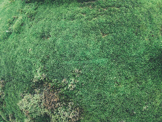 Greenery background of nature plant and leaf