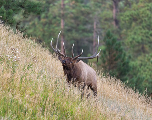 Bull elk showing dominance walking towards his herd
