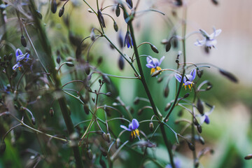 native Australian dianella grass with flowers plant outdoor in a sunny backyard