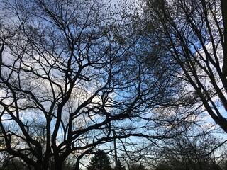 Clear cloudy sky with leaves falling from the trees.