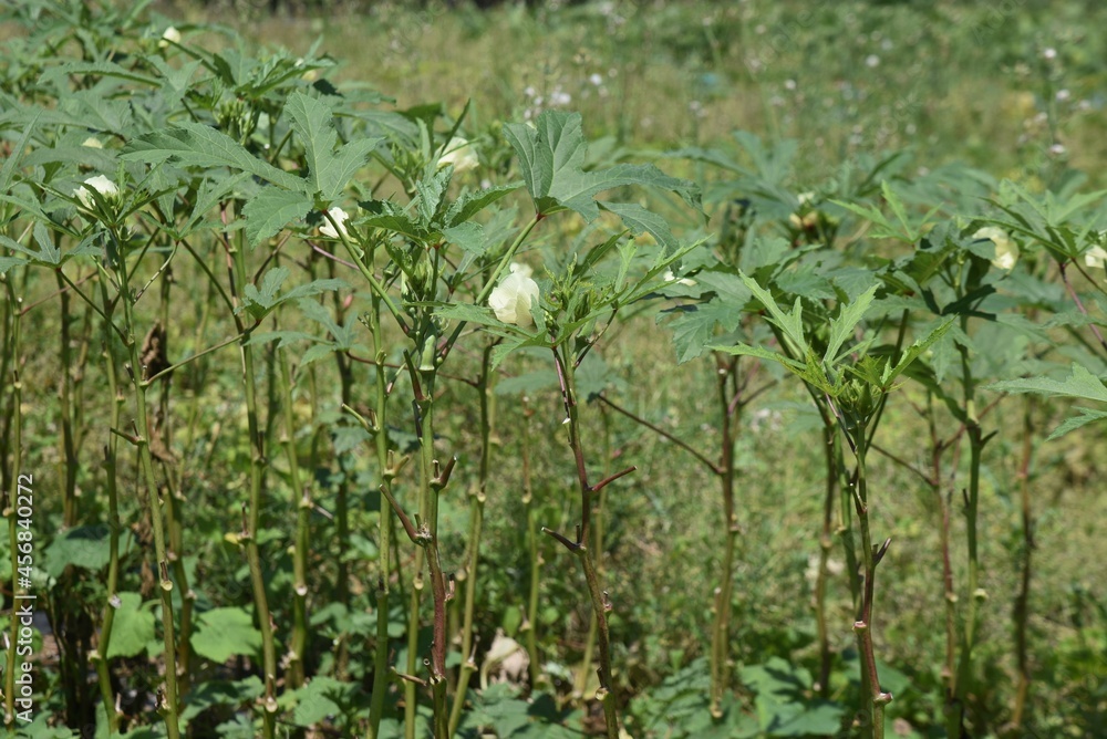 Sticker kitchen garden okra cultivation. malvaceae okra is a nutritious tropical edible fruit that blooms pa