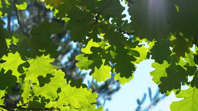 Autumn leaves is a wonderful stock video, which presents shots of autumn oak leaves, through which the sun's rays break through. 