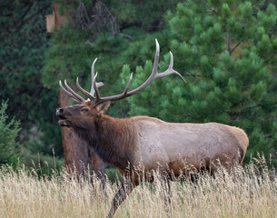Naklejka na ściany i meble Rocky mountain elk (cervus canadensis) bugling during fall rut Colorado, USA