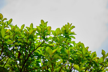 Obraz premium green leaves on white background