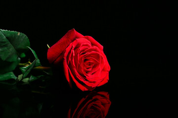 Beautiful rose on dark background