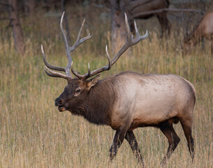 Bull rocky mountain elk (cervus canadensis) walking through tall grass during the fall elk rut Colorado, USA
