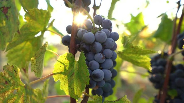Perfect Red Bunch of Grapes in Field of vineyard during sunrise - close up selective focus