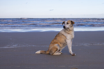 cachorro na praia