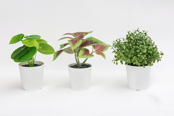 Natural green plants and flowers, Fejka, Round-leaved pellet, Thyme in white flower pots isolated on white background